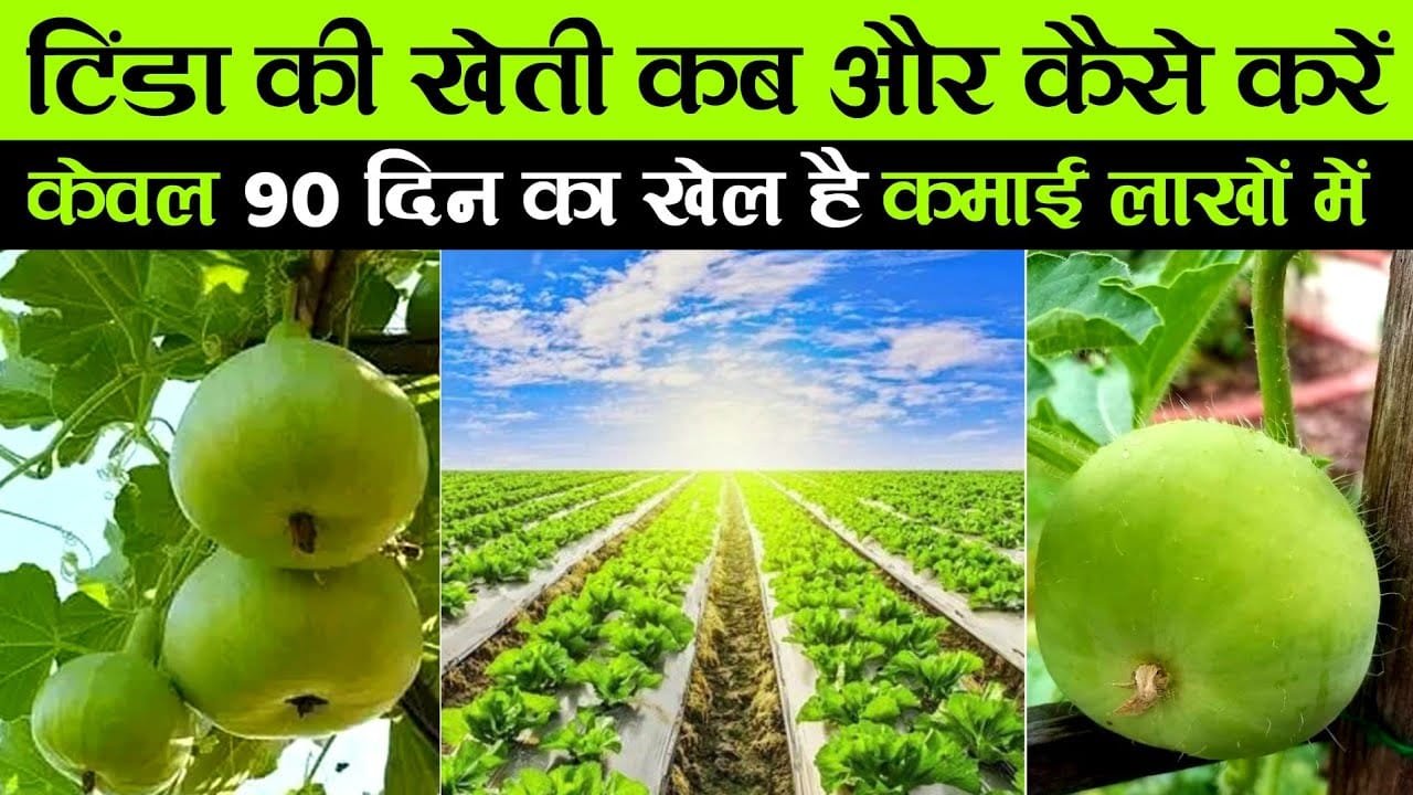 गर्मी के दिनों में होगा ताबड़तोड़ उत्पादन ! टिंडे की खेती से किसानो की कमाई में लगेंगे चार चाँद देखे जानकारी