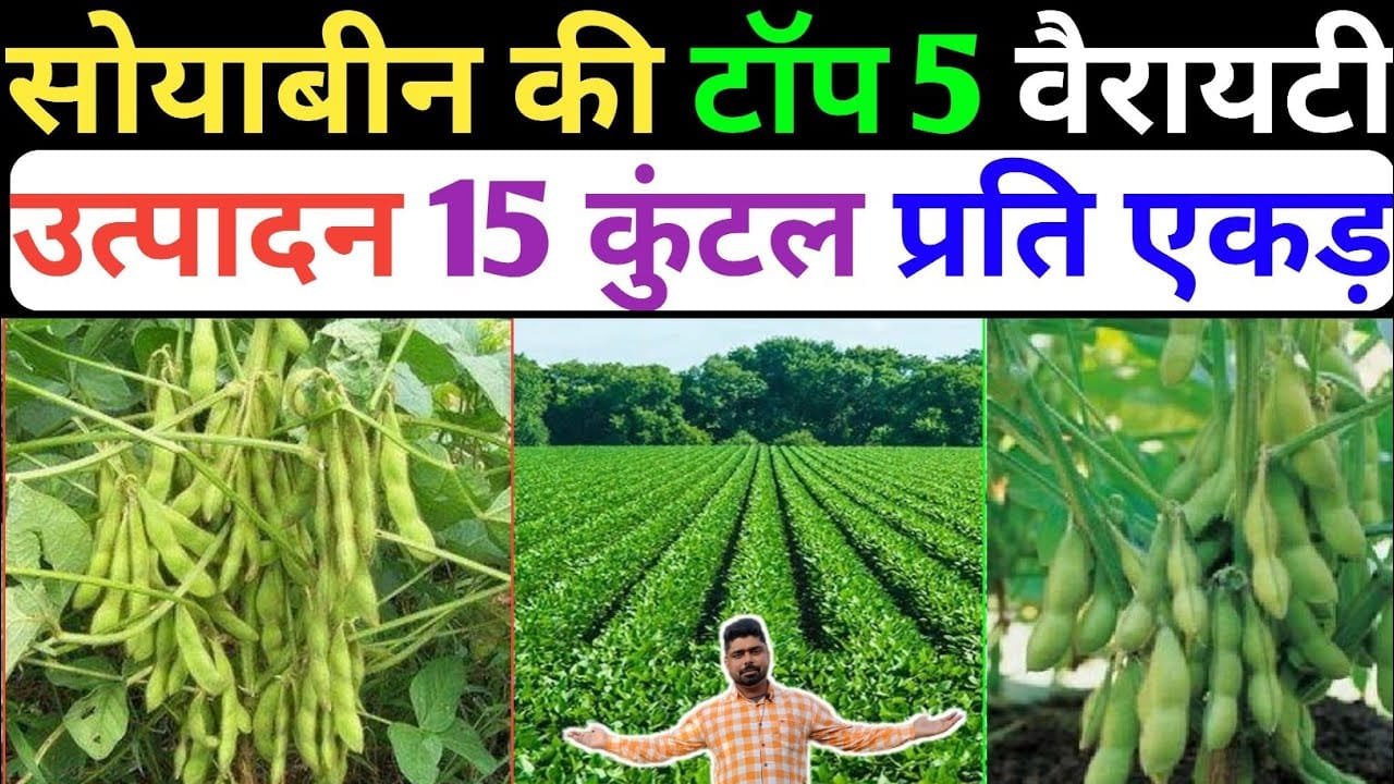 खरीफ में ताबड़तोड़ पकने वाली सोयाबीन की टॉप किस्मे ज्यादा पानी में भी फल्लियां भरेगी ठसाठस