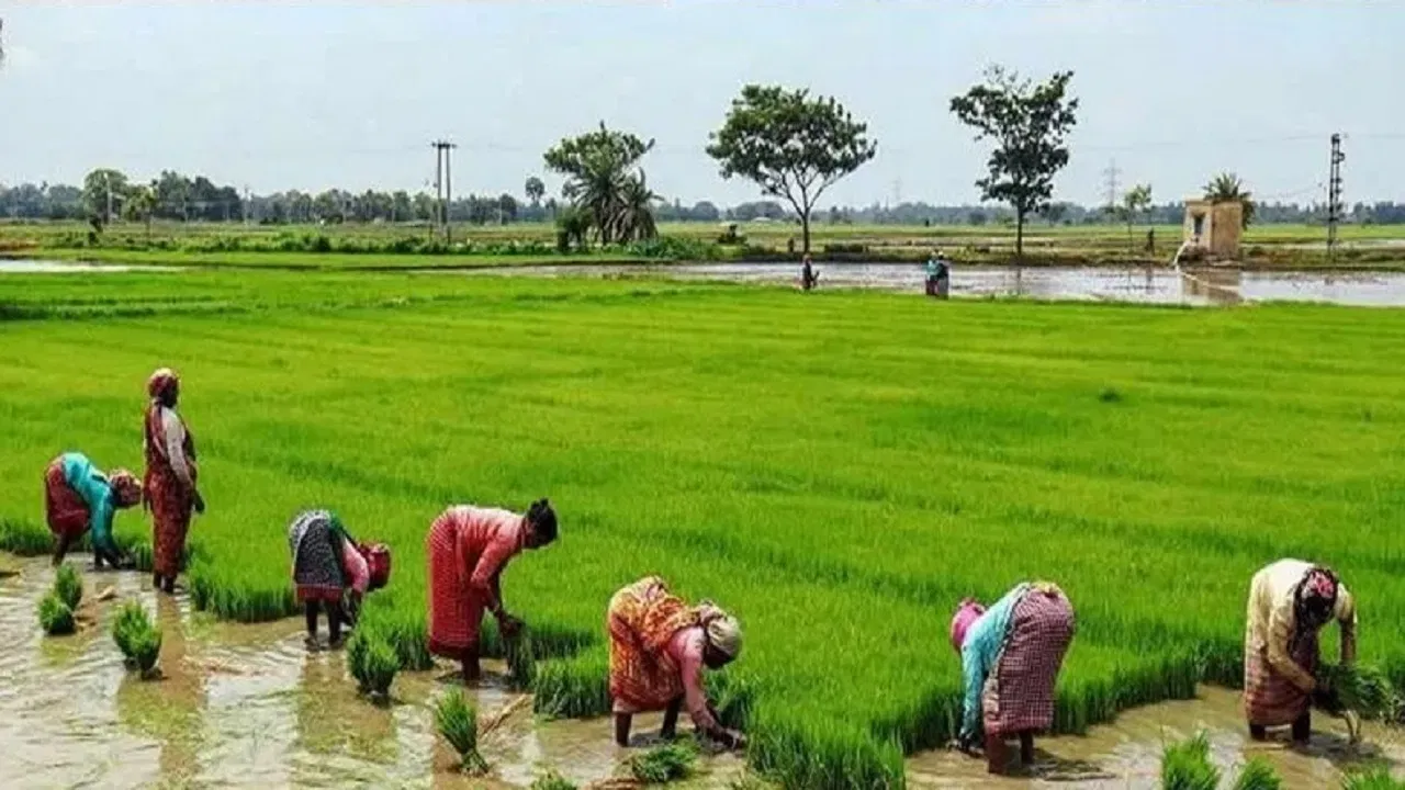 इस सीजन ऐसे धान की रोपाई होगी उत्तम बिन जलभराव के बनी रहेगी नमी ट्रालियों से भर-भरकर होगा ताबड़तोड़ उत्पादन देखे