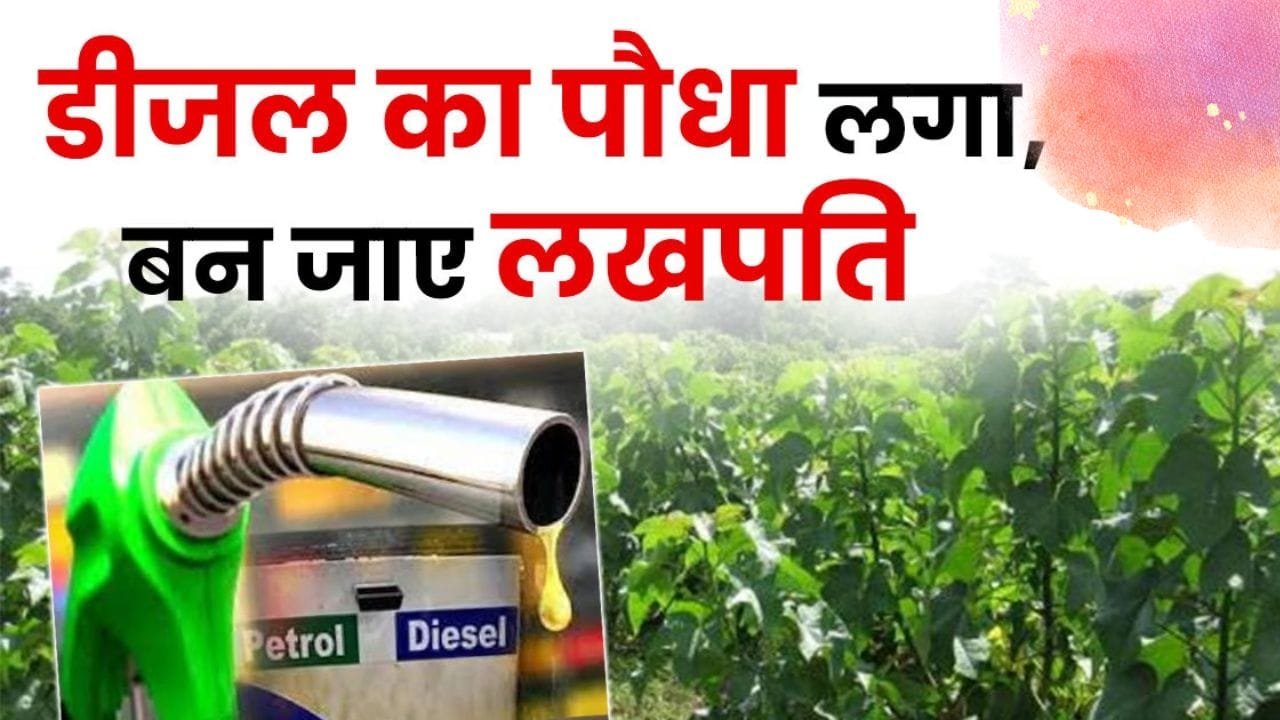 डीजल की खेती? जानकर हैरान हो जाओगे आप कीजिये इस सबसे अनोखे पौधे की खेती मिलता है डिजल, जाने इस पौधे के बारे में