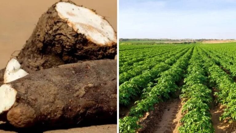 घर के आँगन में लगाए 20-25 पौधे होगी कम मेहनत में लाखो की कमाई इस सब्जी की बाजार में 100 रुपये किलो से ज्यादा है डिमांड