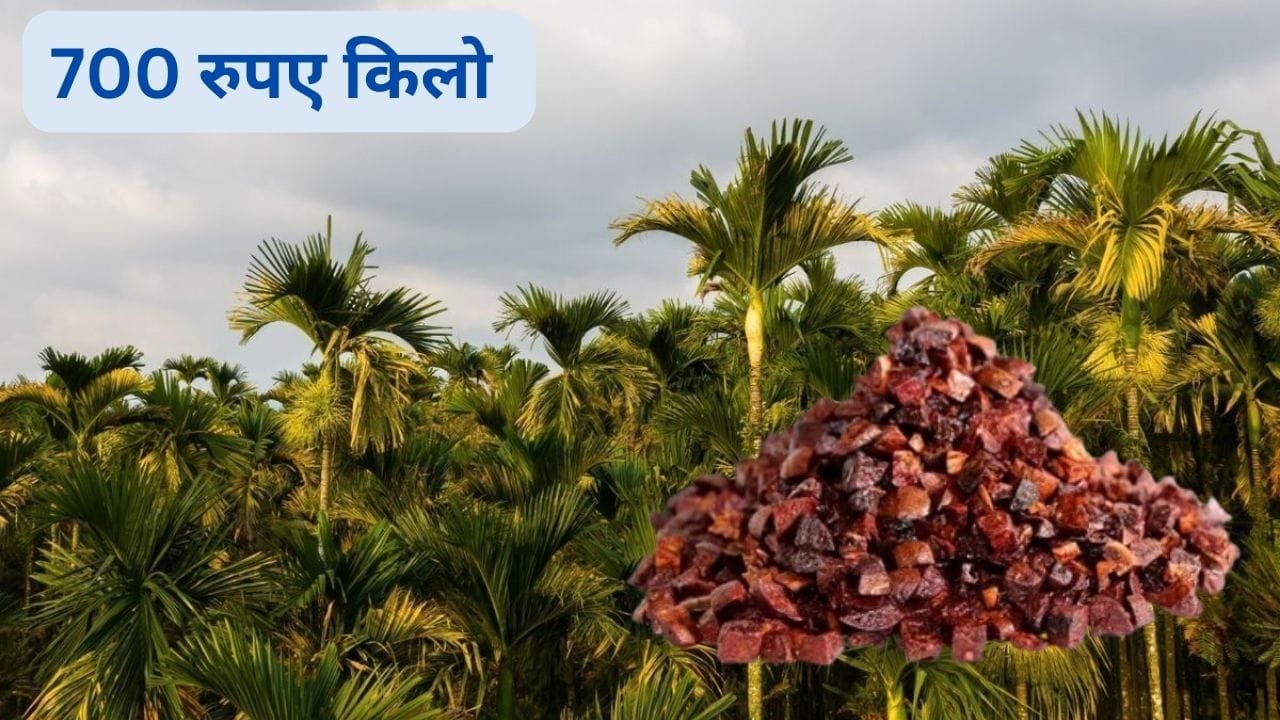 कम खर्चे में किसानो की नैय्या पार लगाएगी इस भारी डिमांड वाले फल की खेती नई शुरुआत में आप भी कमा सकते है लाखो में