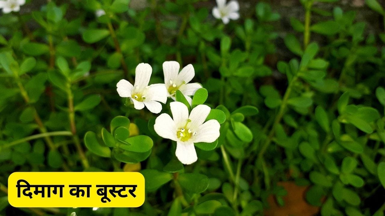दिमाग चलेगा कंप्यूटर जैसा तेज ब्लड प्रेशर भी रहेगा संतुलित सेवन करे यह जादुई फूल