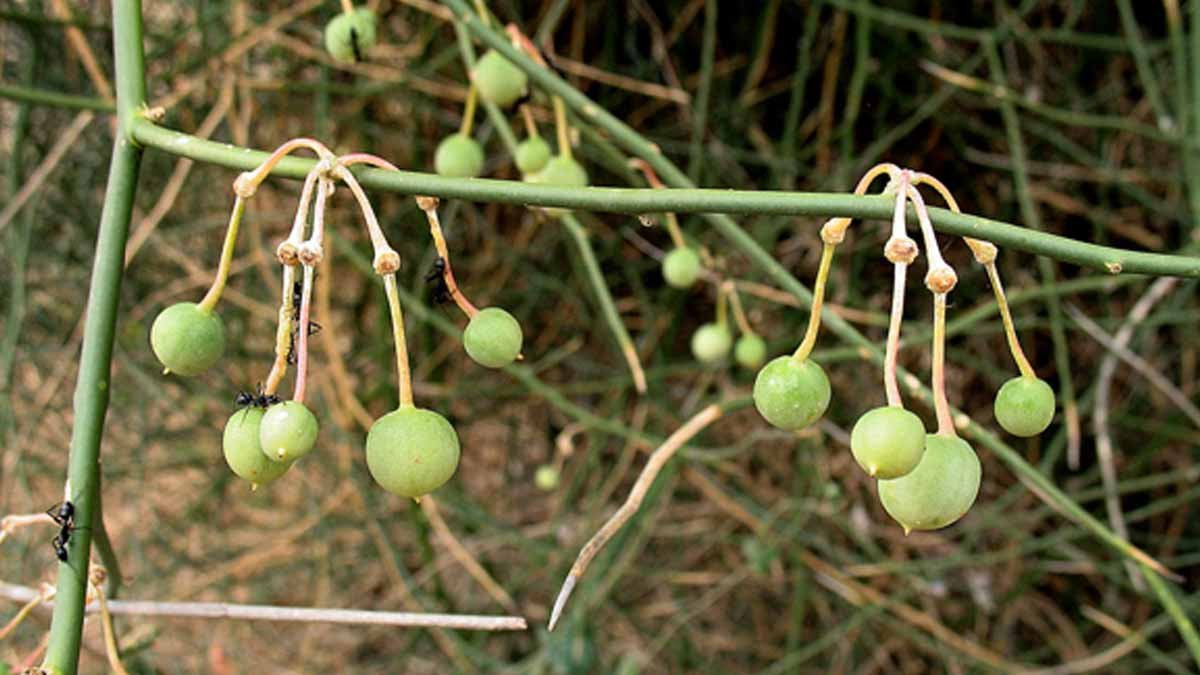 रामायण महाभारत की सदी से चली आई ये बलशाली सब्जी जिसके सेवन से सैनिक बनते थे मजबूत बुढ़ापे में भी आती है जवानी जाने नाम