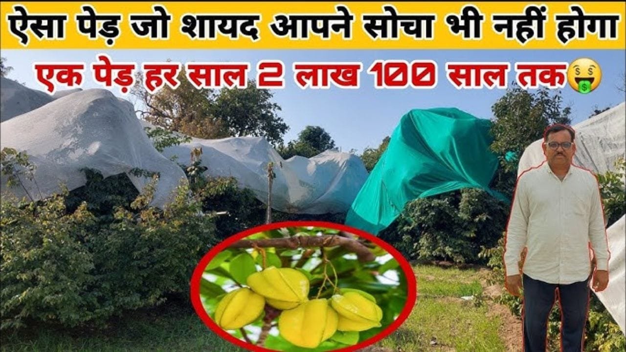 ये खेती कर ली तो बन जाओगे क्षेत्र के मशहूर किसान वैज्ञानिक भी लेने लगेंगे आपसे सलाह कमाई इतनी की गांव के पटेल भी ठोकेंगे सलाम