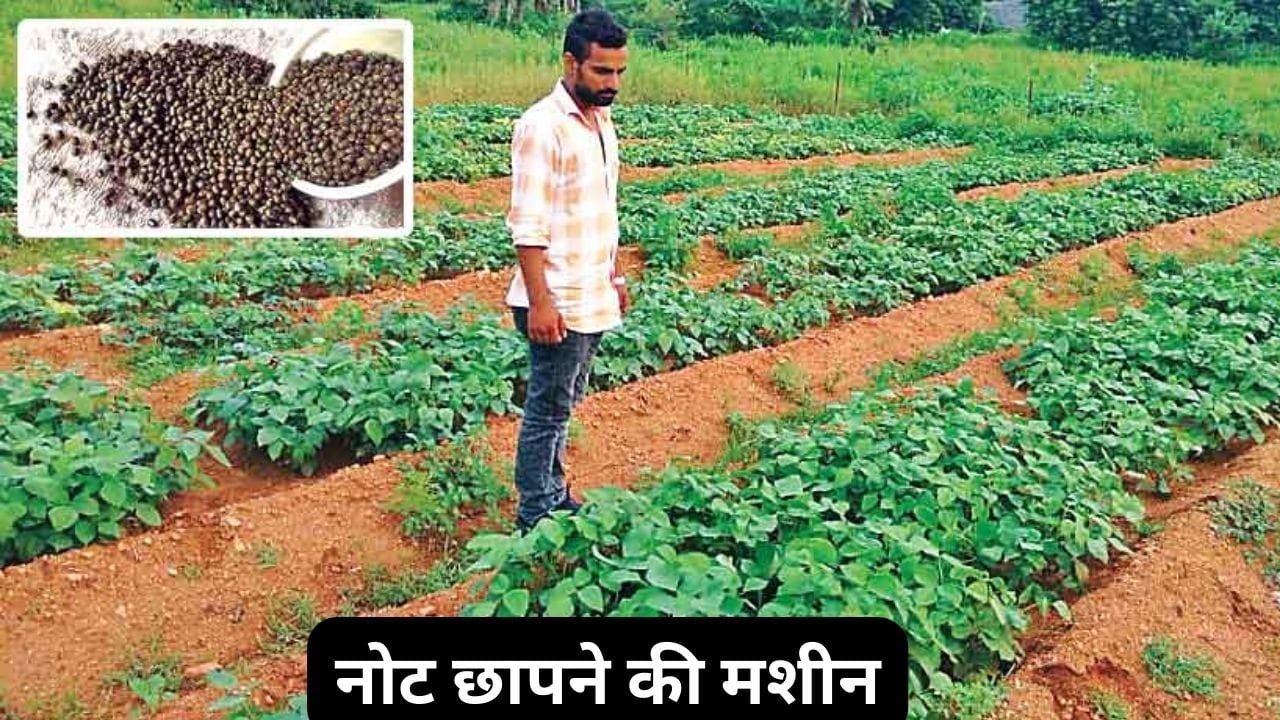 ऐसी फसल जिसके अभी तक कम नहीं हुए दाम बीमारी में जिसका सेवन रामबाण कमाई इतनी की एक खटके में बन जाओगे अम्बानी