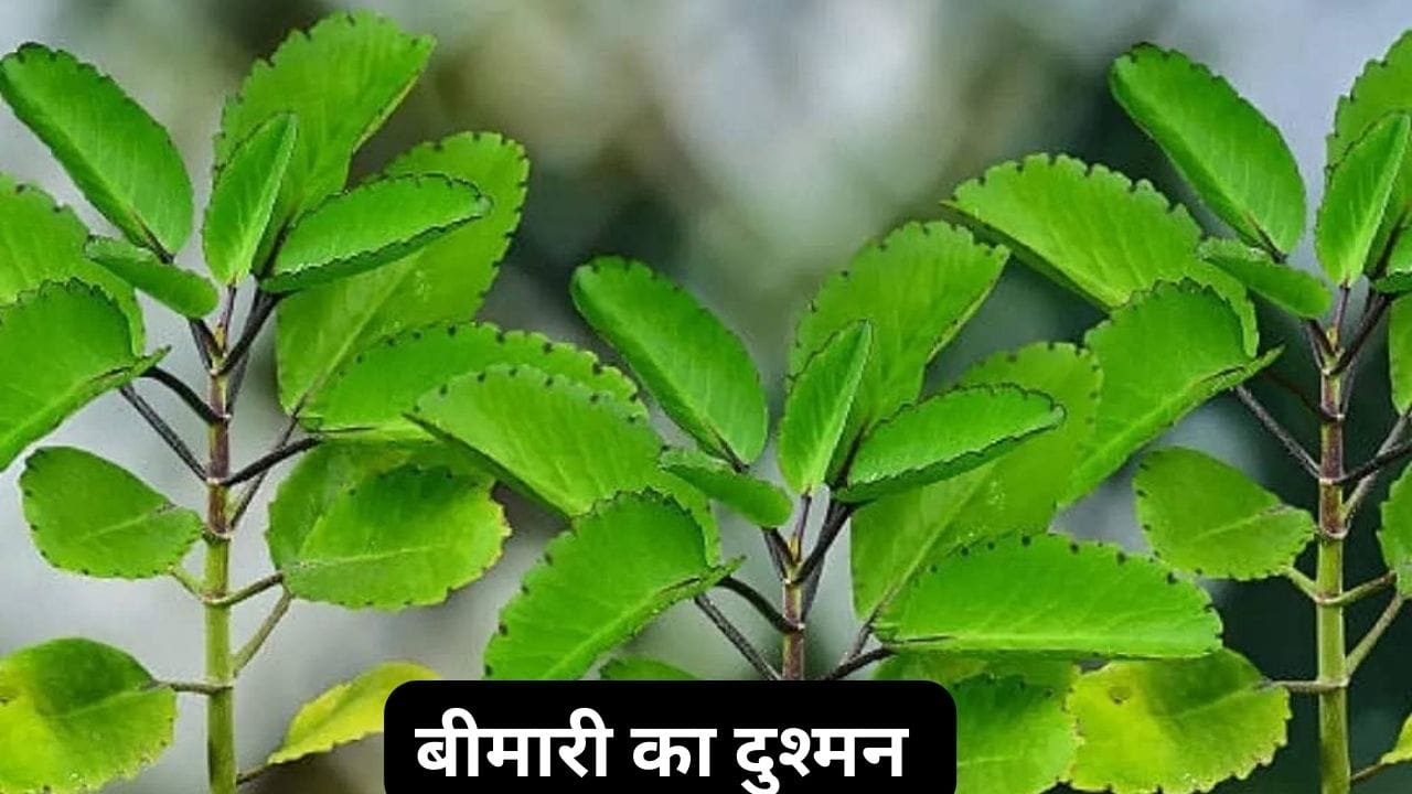 इस पेड़ के सिर्फ पत्ते के इतने फायदे की बीमारी भी हो जाती है उलट-पलट रहती चमक बरकरार जाने नाम
