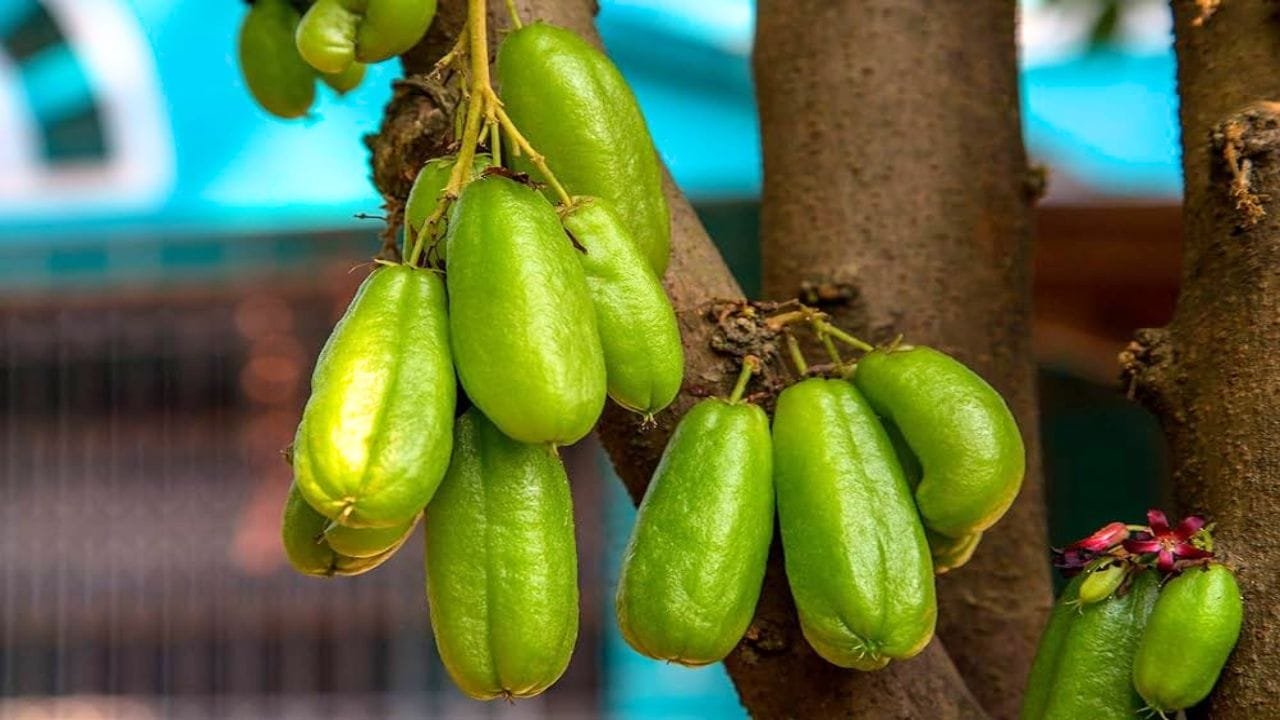 सितारे जैसे दिखने वाले इस अनोखे फल का करे सेवन 80 की उम्र में भी लगोगे 30 साल के लगने लगोगे हीरो जाने नाम