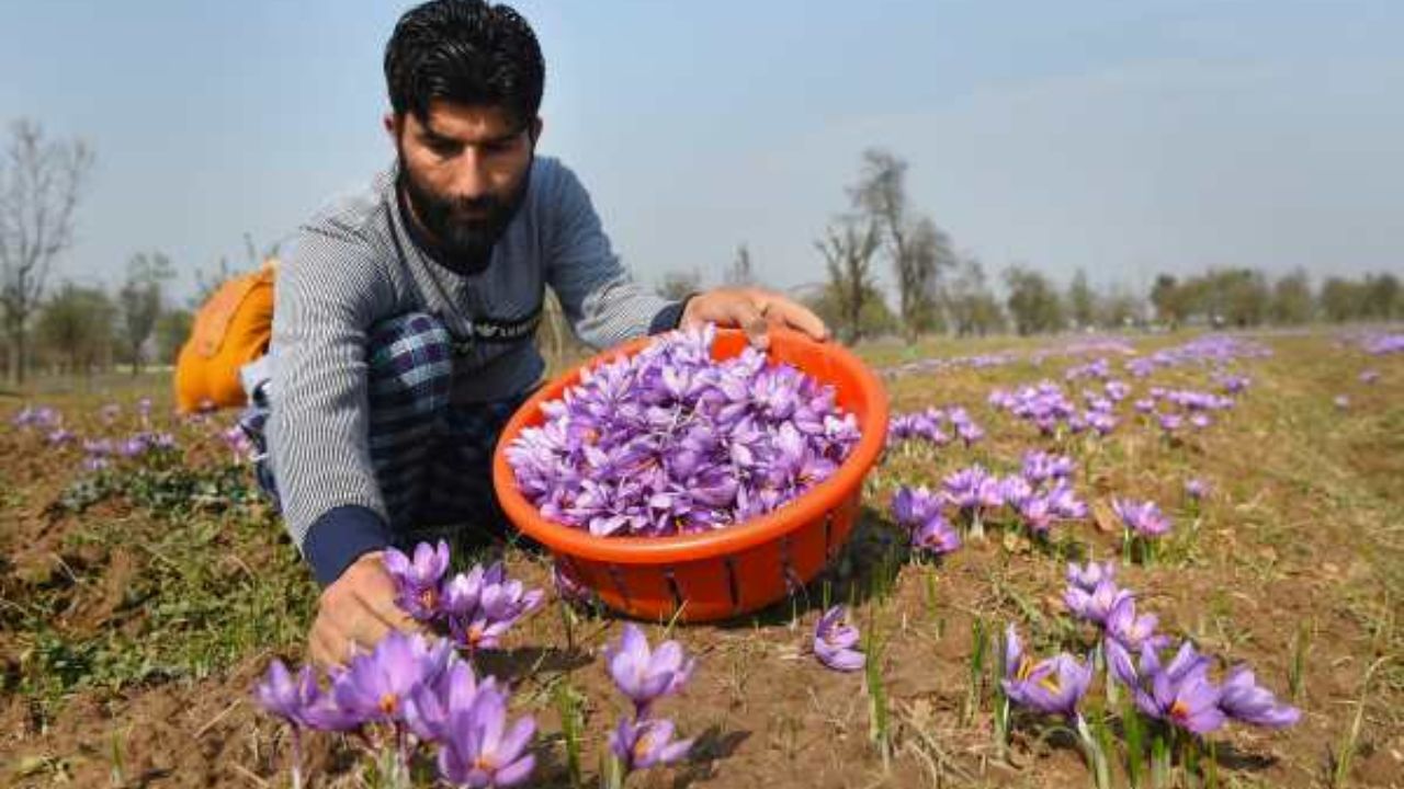 बंजर जमींन में उगने वाला दुनिया का सबसे महंगा ये ड्राई फ्रूट जो जिसके सेवन से आपकी संतान भी होगी गोरी चिट्टी आप भी दिखने लगेंगे 30 के