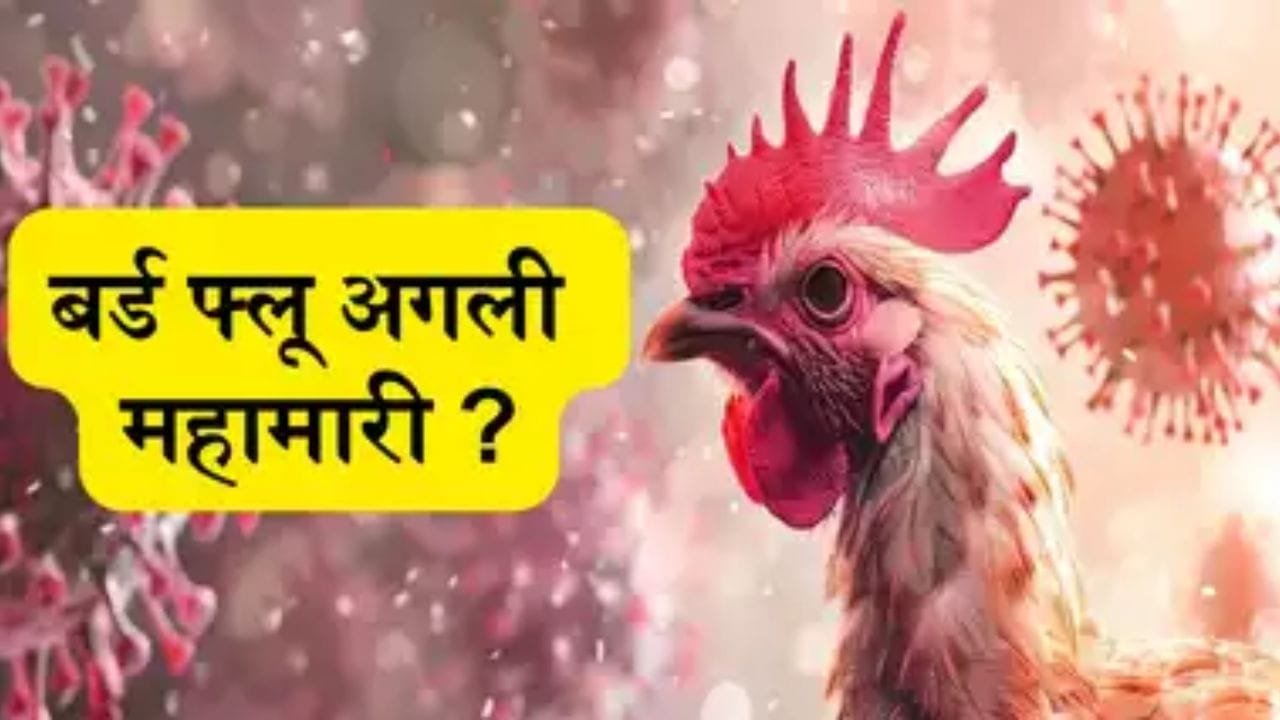 बर्ड फ्लू का प्रकोप अब इंसानों में भी 25-50% होगी मृत्यु दर? अभी भी 12 पक्षी और जानवरों से बचकर रहें