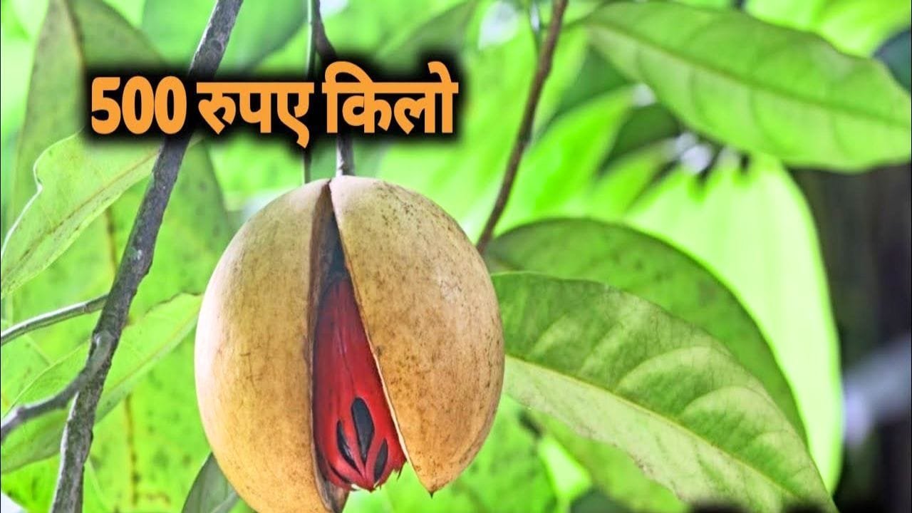 इस फल का 1 टुकड़ा लाखो बीमारियों को करता है जड़ से गायब चेहरे पर लाता है हीरे सी चमक जाने नाम और फायदे