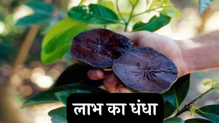 45 की उम्र में बाहुबली बना देगा इस फल का सेवन फायदे ऐसे की जिंदगी के मिलेंगे पुरे मजे जाने नाम