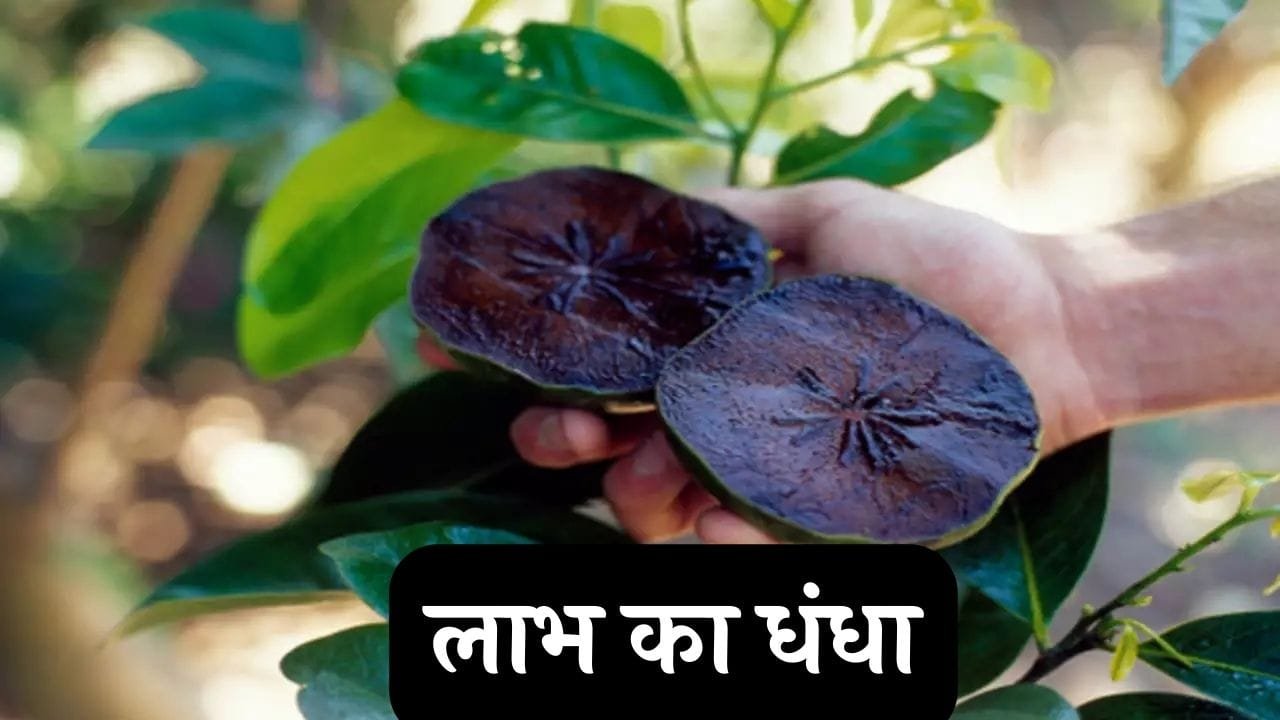 45 की उम्र में बाहुबली बना देगा इस फल का सेवन फायदे ऐसे की जिंदगी के मिलेंगे पुरे मजे जाने नाम