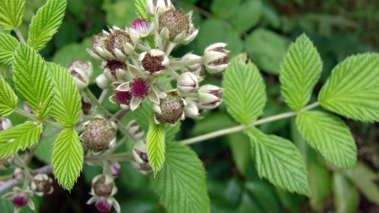 संसार में पोषक तत्वों का बैंक बना है ये फल आपके शरीर में भर देगा हाथियों जैसा बल जिसे देख आप भी रह जायेगे दंग जाने फायदे