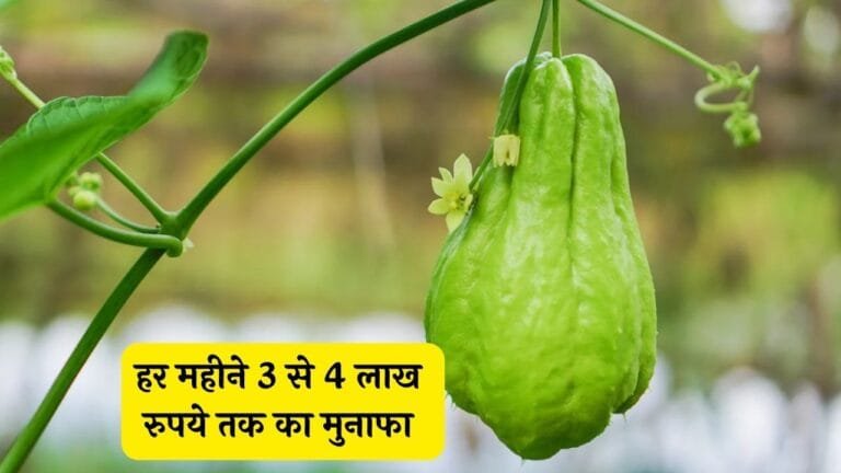 नौकरी छोड़ने के बाद बुढ़ापा भी जवानी में कटेगा बस करना इस बलशाली फल का सेवन आएगी लाइफ का फूल मजा जाने फायदे