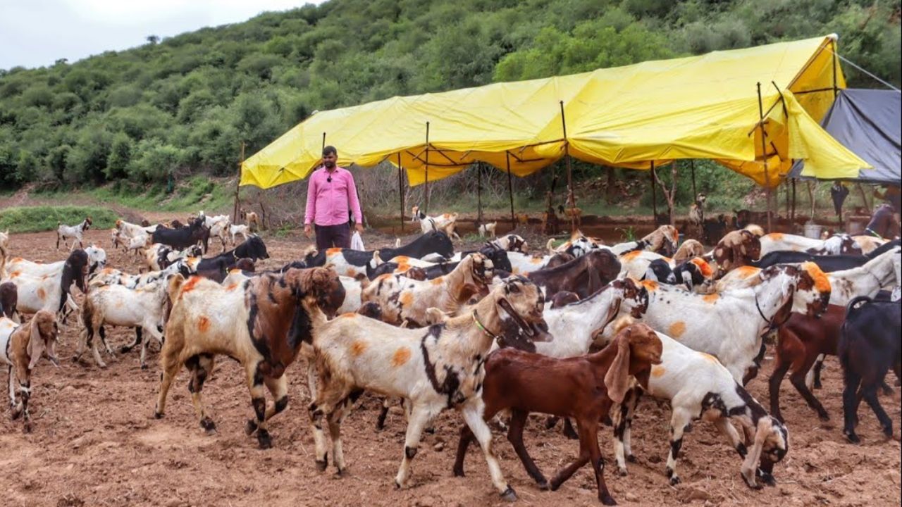 गांव का पटेल बना देगा इस नस्ल की छेली का पालन कम खर्चे में कीमत मिल रही लाखो में जाने कैसे