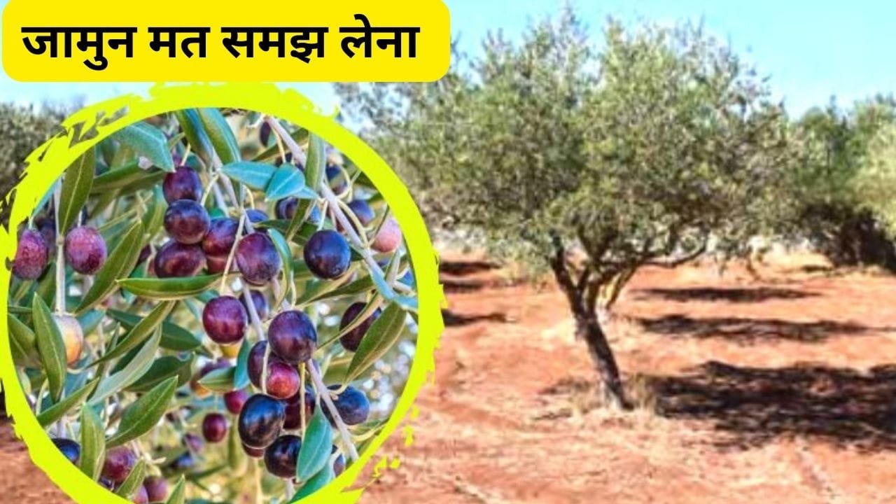 बूढ़े दादा भी 80 की उम्र में चलेंगे फर्राटे की स्पीड खुल जाएगी जवानी की खिड़की बस सेवन कर ले 5 साल में एक बार मिलने वाला फल जाने नाम