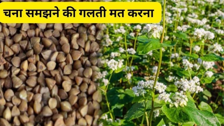 सोयाबीन-गेहूं की खेती से कई गुना बेहतर है इस फसल की खेती कम मेहनत और कम पानी में होता है ताबड़तोड़ उत्पादन जाने नाम