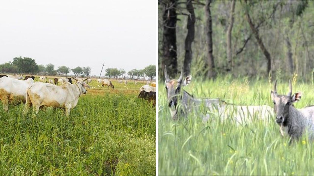 बिना तार बाउंड्री के भी खेत में घुसने की जुर्रत नहीं करेंगे जंगली जानवर बस कर ले ये फ्री-फुकट वाला काम