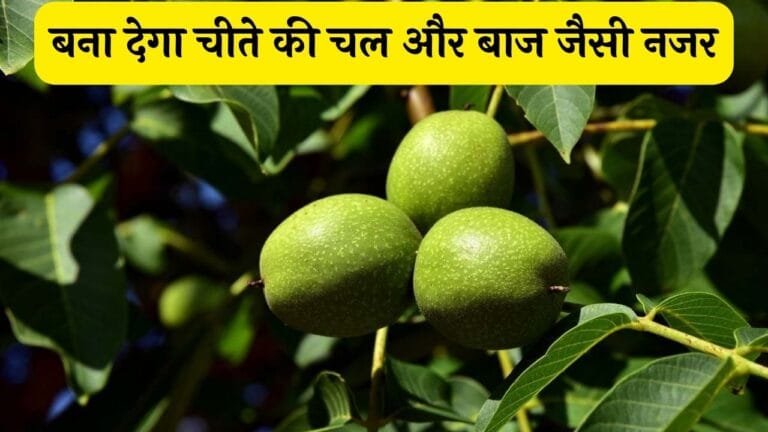 इस ड्राईफ्रूट का सेवन बना देगा चीते की चल और बाज जैसी नजर शरीर में फूटेगी जवानी जानिए इस लाजवाव ड्राई फ्रूट के फायदे