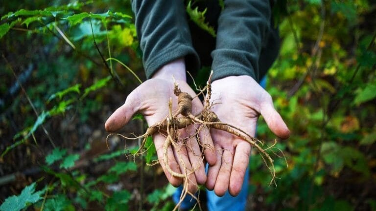 धरती की शक्तिशाली जड़ी ढूंढ-ढूंढ कर ख़तम करेगी शरीर की बीमारी चेहरे पर चमकेगी जवानी जाने नाम