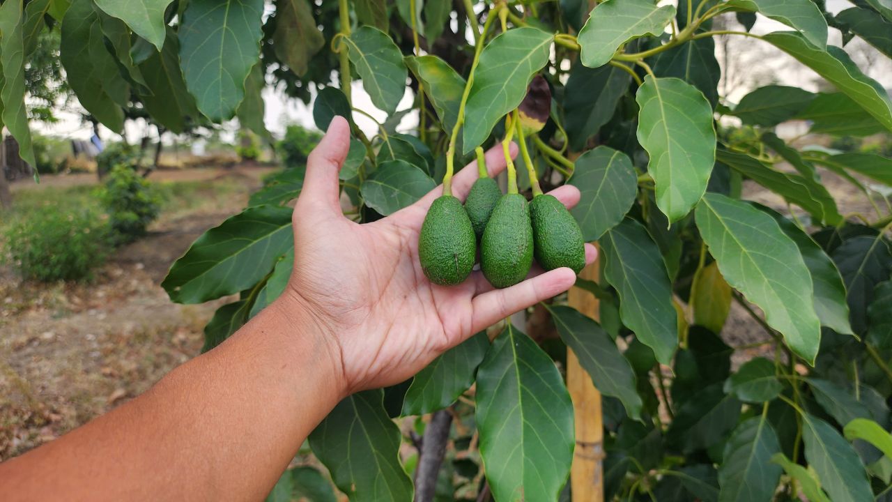 पुरुषो के लिए वरदान है ये अनोखा फल भर देता है शरीर में पहलवानी निखरने लगती है जवानी जाने नाम