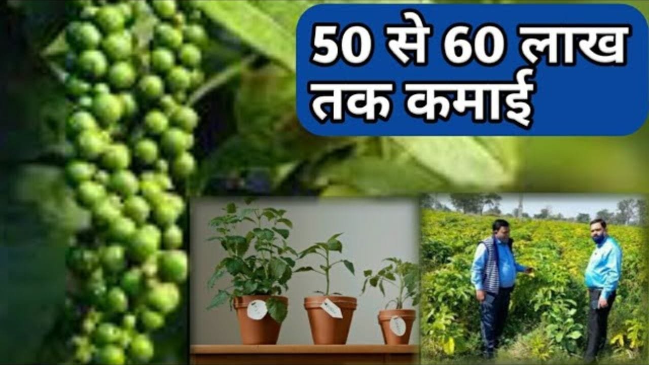 चेहरे पर ला देगी चमक बना देगी तेज-तर्राट ये चीज 75 की उम्र में झलकेगी 31 की जवानी जाने फायदे और नाम
