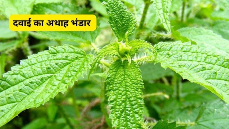 3000 रूपये किलो मिलती है ये घास दवाई का अथाह भंडार फायदे देख डॉक्टर भी रखेंगे सर पर हाथ जाने नाम
