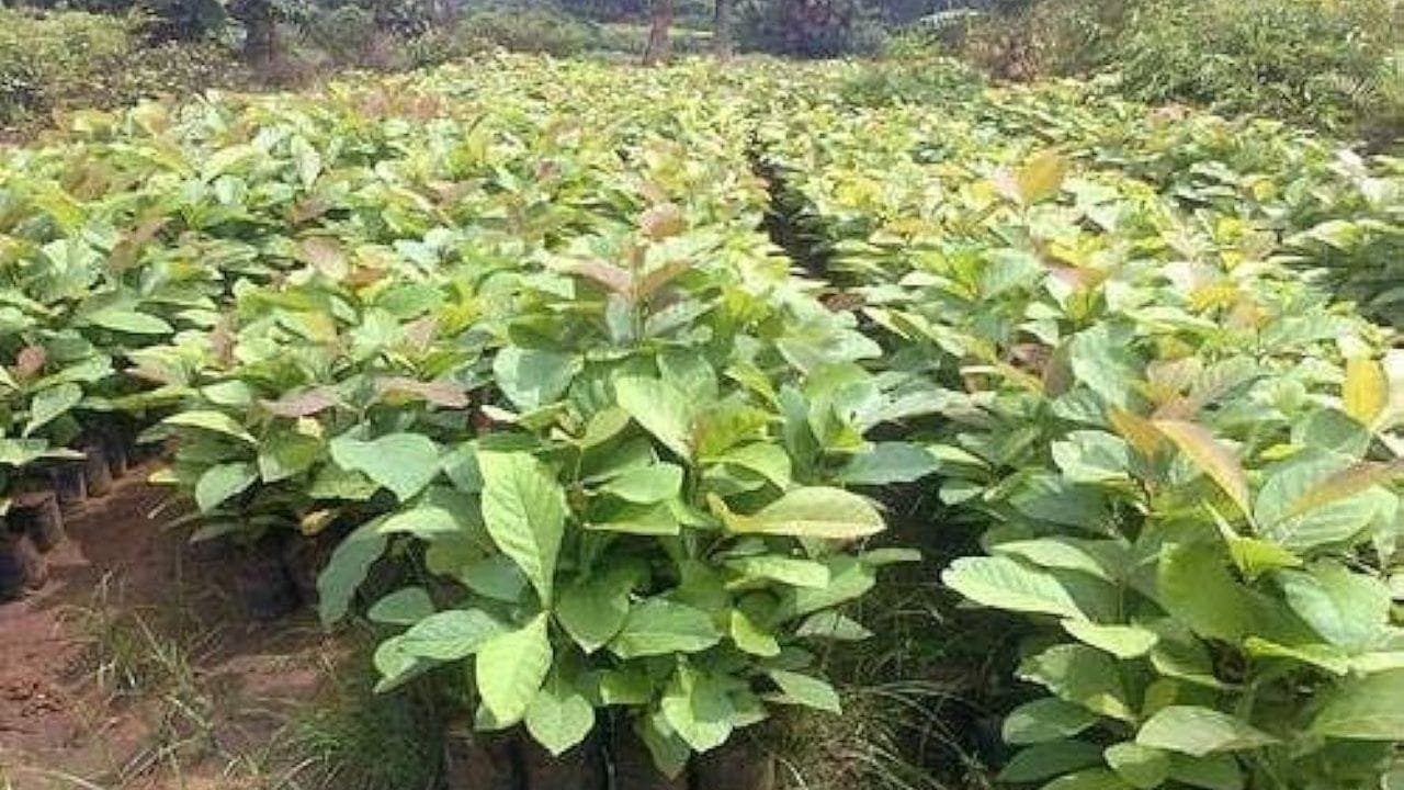 पैसो की बरसात कर देगा ये इमारती पेड़ ! एक एकड़ में करोडो की कमाई सरकार भी करती है पूरा सपोर्ट जाने तरीका