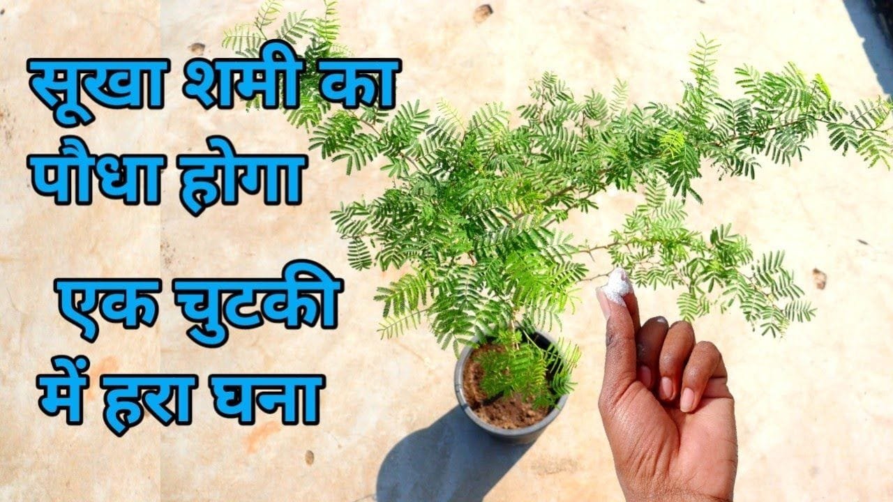 भगवान भोलेनाथ का प्रिय है शमी का पौधा अगर सुख जाए तो इस चुटकी भर चीज से होगा हरा-भरा और घना देखे वीडियो