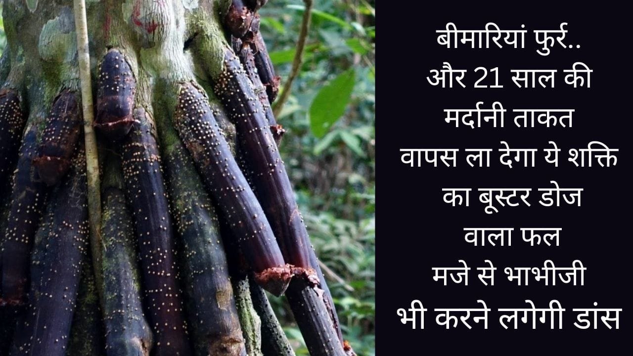 बीमारियां फुर्र.. और 21 साल की मर्दानी ताकत वापस ला देगा ये शक्ति का बूस्टर डोज वाला फल मजे से भाभीजी भी करने लगेगी डांस