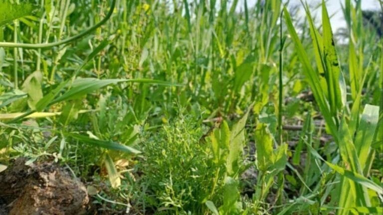 धरती पर फ्री में मिलने वाली ये चीज के नुकसान नहीं फायदे की है भरमार जाने इसके बारे में