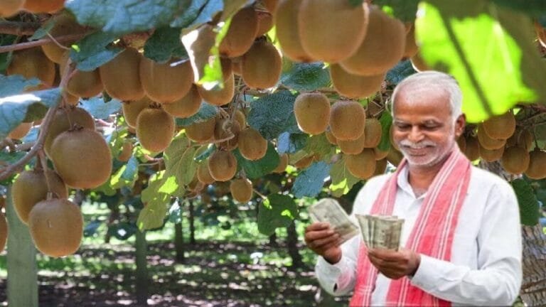 टाइफाइड जिसके डर से भागता है उल्टे पैर अच्छी-अच्छी बीमारी होती है गायब , जानिए इस फल का नाम खेती के फायदे