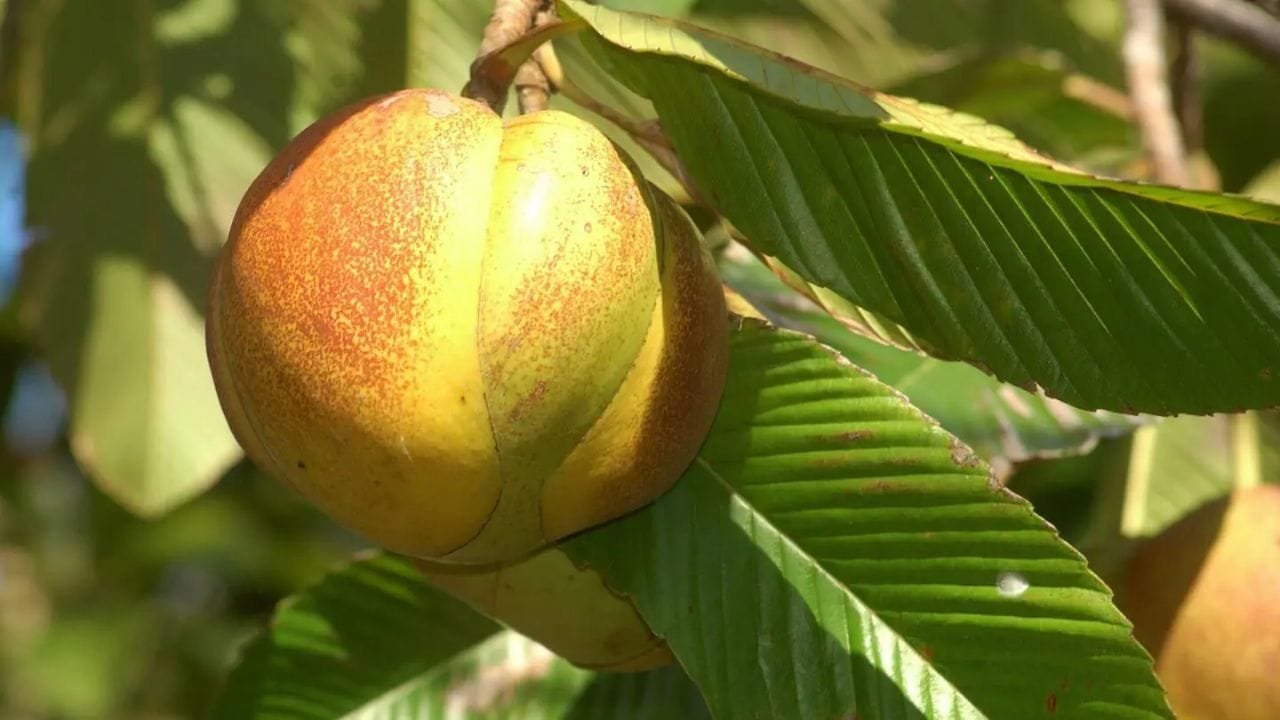 बुढ़ापे को जवानी में बदलने वाला चमत्कारी फल चट-पट करे इस फल का सेवन, लगोगे फिल्म के हीरो की तरह, जानिए इस फल की खेती फायदे