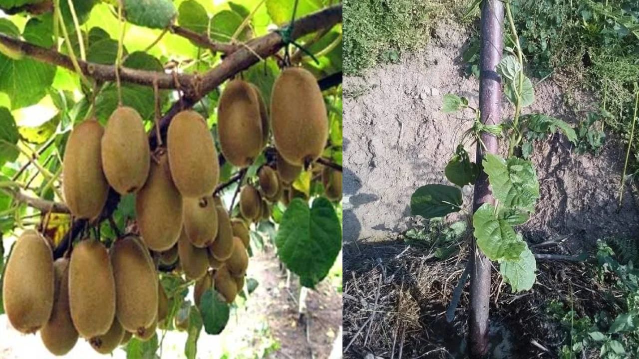 मटन से भी कई गुना ताकवर है ये अनोखा फल, बहुत सी बीमारियों को करेंगा छूमंतर जाने इसके बारे में