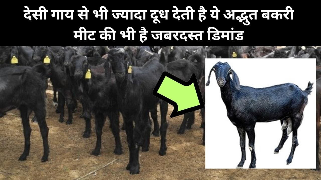 Goat Farming