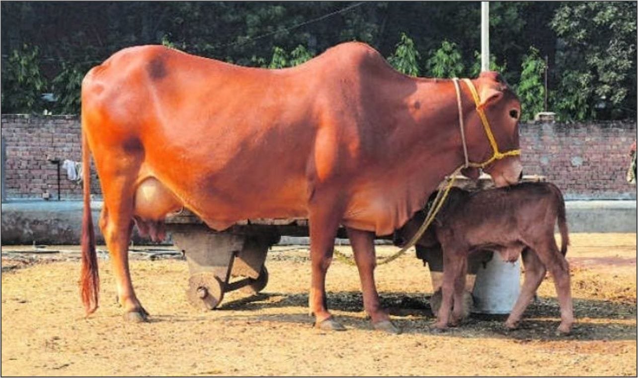 साल के 300 दिन देती है दूध इस नस्ल की गाय छोटा-मोटा खर्चा और 1 साल की कमाई में बना देगी सेठ धनीराम
