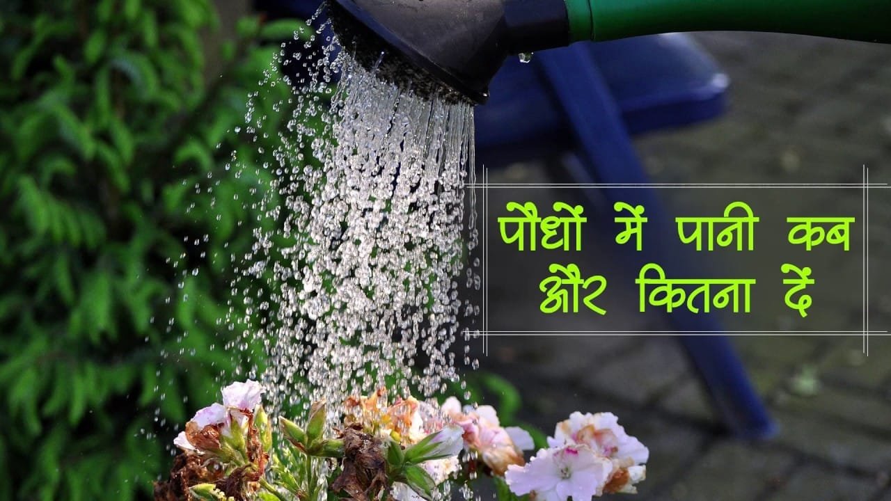 पौधे को गर्म पानी डालने से होगा ये तगड़ा फायदा जानकर होंगे आप हैरान बच जाएगी मेहनत जाने कैसे