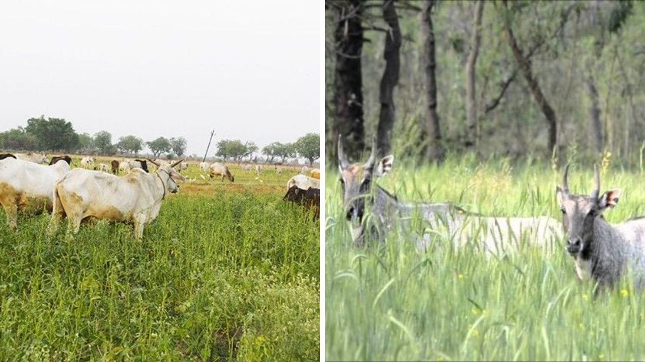 खेतों के आसपास भी भटकने की जुर्रत नहीं करेंगे जंगली जानवर, तार और बाउंड्री नहीं बस अपना लें यह देसी फॉर्मूला