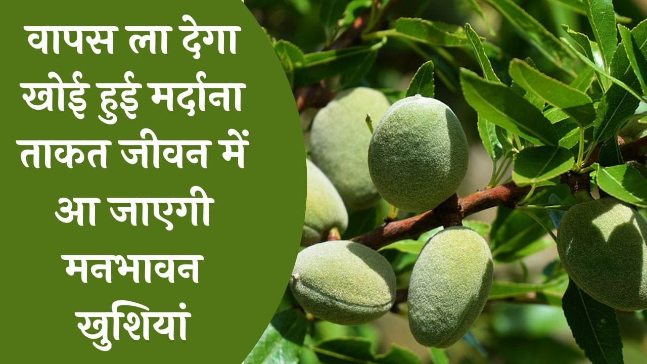 दुनिया का बजनदार सूखा मेवा वापस ला देगा खोई हुई मर्दाना ताकत जीवन में आ जाएगी मनभावन खुशियां जाने नाम