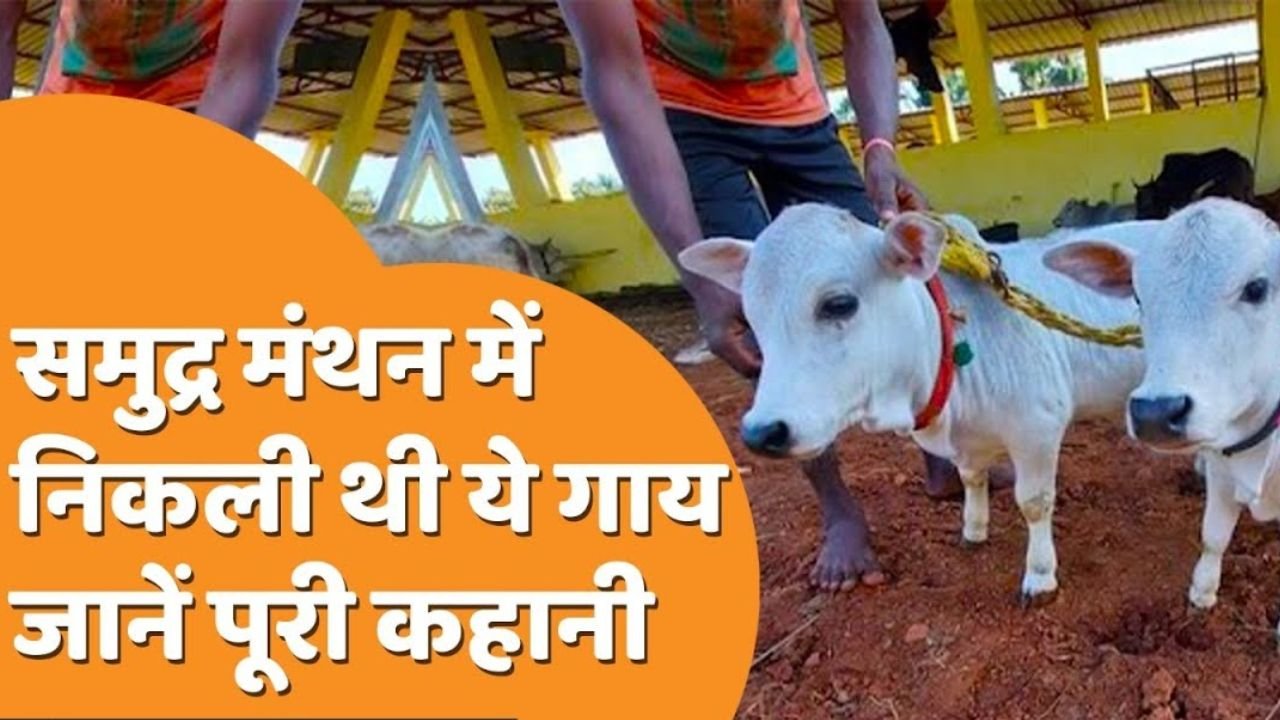 3 किलो चारे में देती है 5 लीटर दूध इस गाय की लंबाई महज 1.5 फीट जानकर होगी हैरानी दिखने में बहुत ही आकर्षक