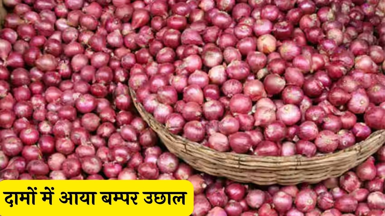 Onion Price: किचन के बजट में प्याज ने लगाई सेंध दामों में आया बम्पर उछाल निर्यात में भी आयी तेजी