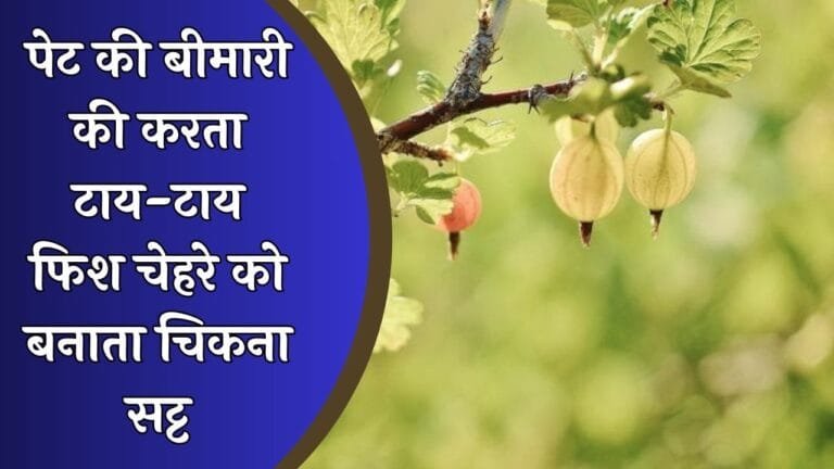 धरती का सबसे मशहूर फल पेट की बीमारी की करता टाय-टाय फिश चेहरे को बनाता चिकना सट्ट जाने नाम