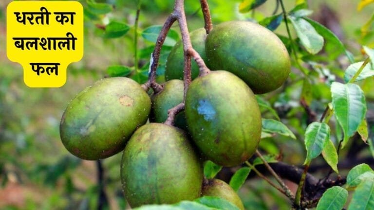 धरती का बलशाली फल भर देगा शरीर में बुलडोजर की ताकत जवानी के अनोखे राज का गवाह जाने नाम