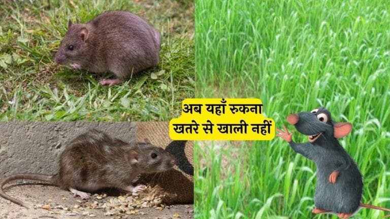 चूहे घुसने की हिम्मत भी नहीं करेंगे भागने लगेंगे उल्टे पैर घर या खेत में लक्ष्मण रेखा का काम करेगी ये ट्रिक जाने