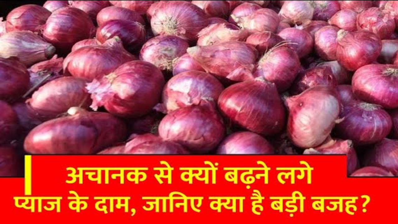 Onion Price: इस पूर्वानुमान ने खींची चिंता की लकीरे! प्याज के दामों को लेकर छिड़ने लगे कयास जाने उछाल का कहा क्या हाल