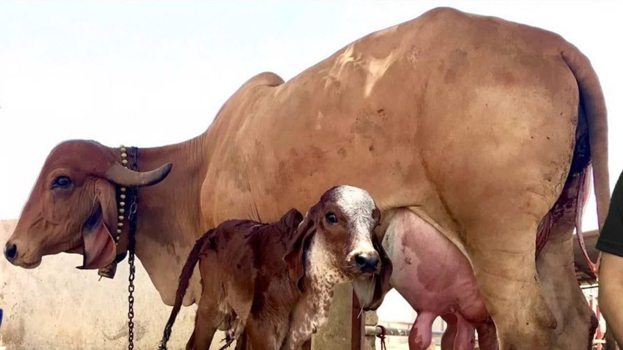 इस नस्ल की गाय दूध के साथ मूत्र बेचकर महीने में हो रही लाखो की कमाई, जानिये नाम कीमत और खासियत