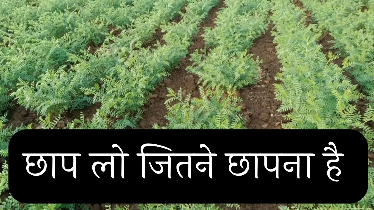 ये जादुई फसल कम पानी और छोटी लागत में देती है कुंटलों से उत्पादन मार्केट में इसकी परमानेंट डिमांड बना देगी धन्ना सेठ