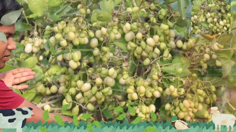 बीमारियों को जड़ से उखाड़ फेकेगा जादू के सामान धरती का सबसे अनोखा ये फल जवान लगोगे एकदम नए देखे फायदे