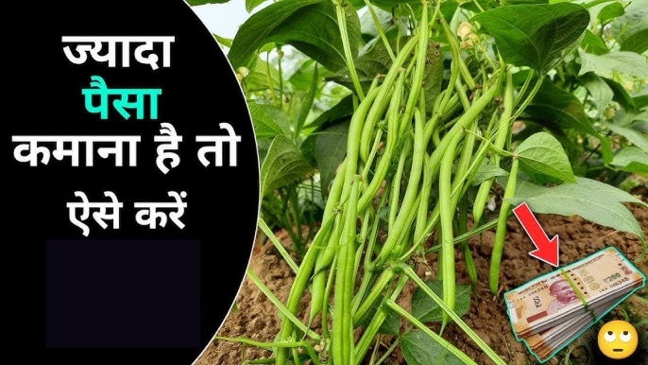 किसानो के दिल की आवाज सुनने वाली ये सब्जी बना देगी धन्ना सेठ फायदे भी टनान कमाई भी दनान